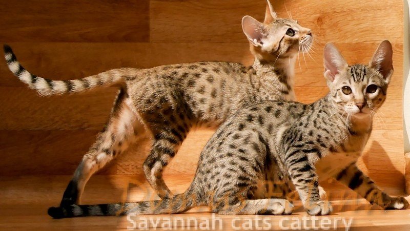 Savannah cats Breeder 