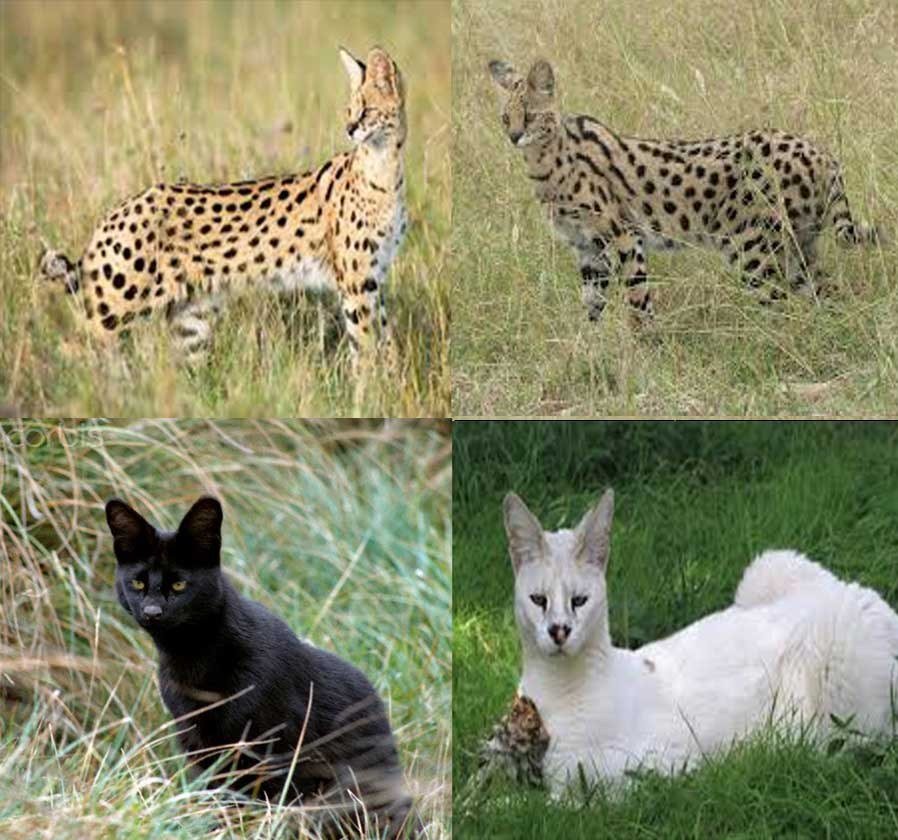 african serval kittens for sale