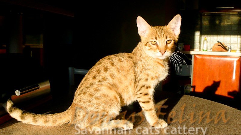 reagere fugtighed Kompleks Savannah Kittens Available - Savannah cat - DOMUSFELINA