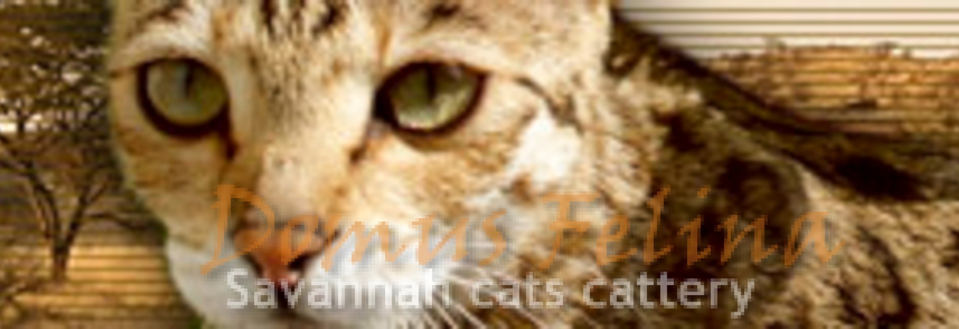 Born already New Savannah SBT (F5) Kitten
